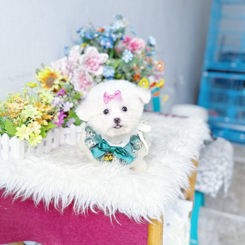 super mini korean bichon frise female bloodline import korea size kecil siper cute face