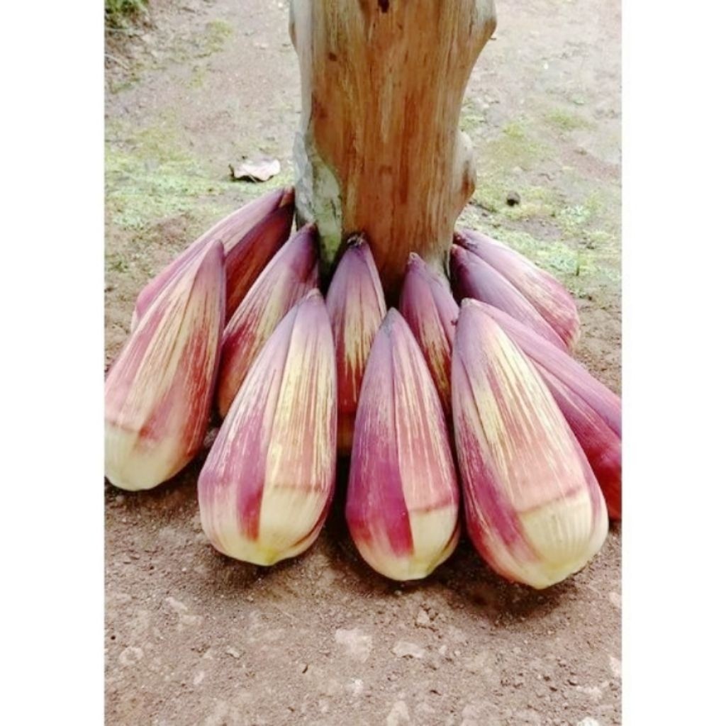 

Jantung Pisang Sayur Sehat Fresh 1 Buah