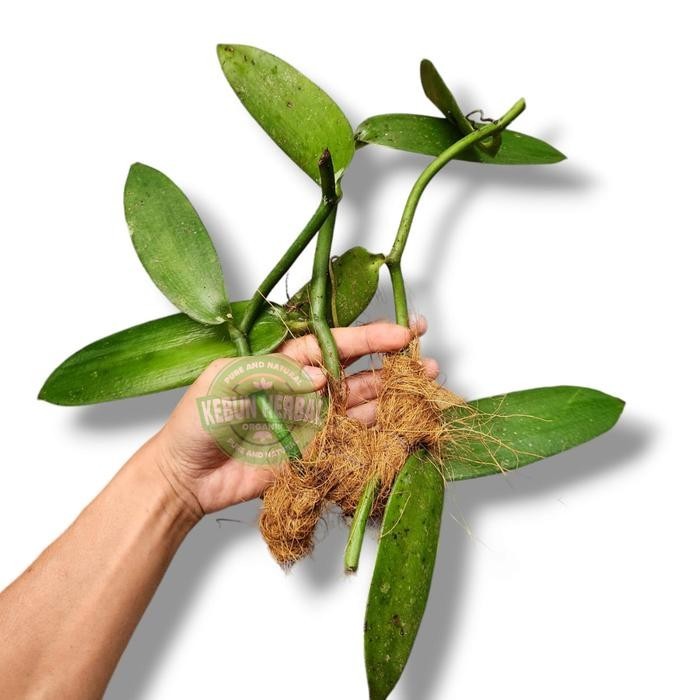 

Promo Bibit Vanili Murah Stek Vanilli Vanilla Paneli Bean Siap Tanam - 2ruas T.V.P -HERBAL