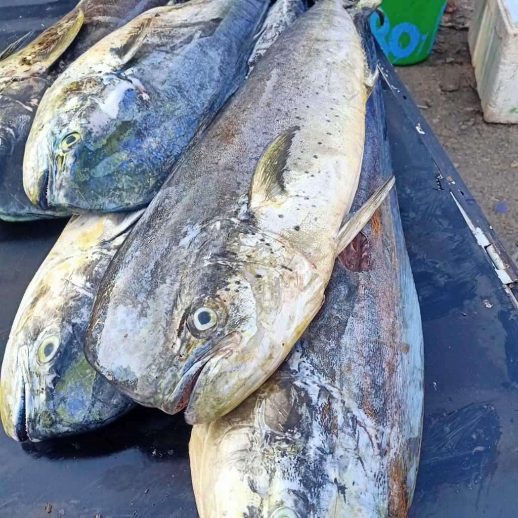 

IKAN TOMPEK / LEMADANG / MAHI-MAHI - 1KG FREE DIBERSIHKAN FRESH PREMIUM