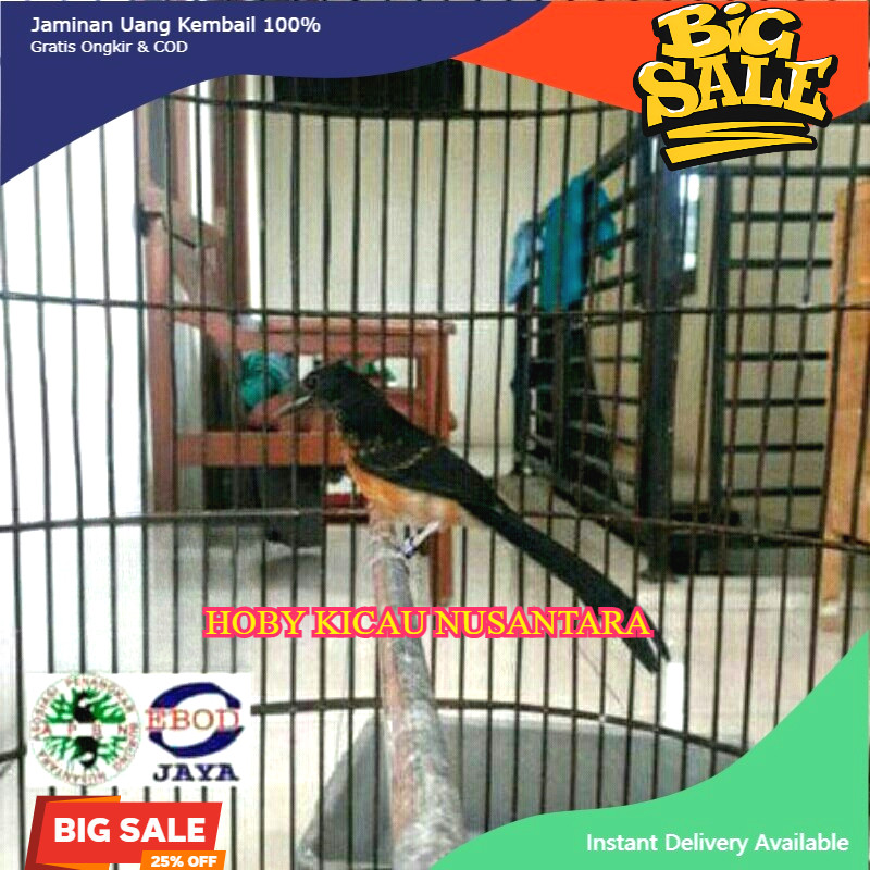 Murai Trotol Prospek Double Ring Apbn plus Sertifikat Yayasan Trah prestasi