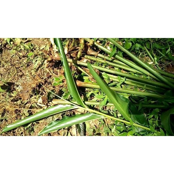 Ready bibit kapulaga unggul Bibit Unggul siap Tanam Lestari Alamku