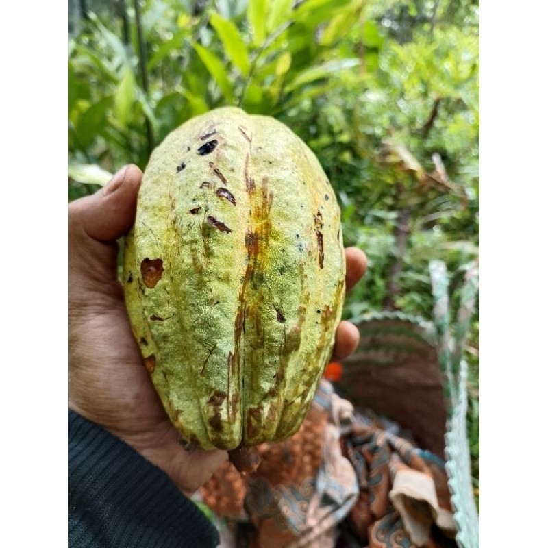 

buah coklat tua/ kakao mateng pres 500gram A. S