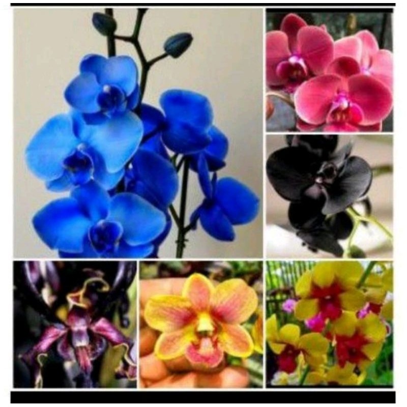 PROMO!! Paket 6 Anggrek Dendrobium Seedling - Tanaman Bunga Anggrek Dendrobium..