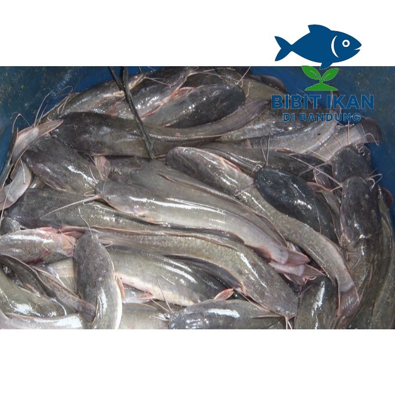 Lele konsumsi sudah di bersihkan 1KG / bibit ikan di bandung khusus intsan / BIDB