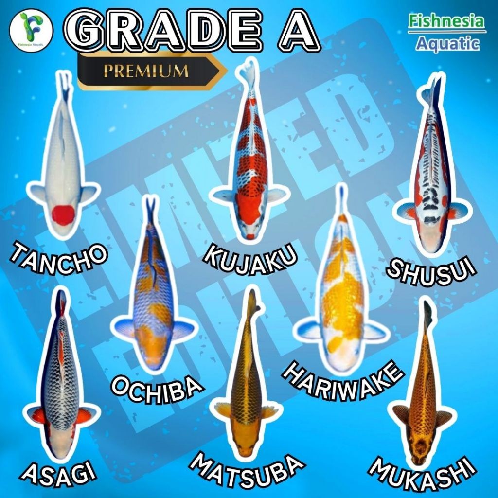 Hiasan  Koi Blitar Ogon Slayer / Kuning Slayer / Gold Slayer Grade A Size L 10-15 Cm