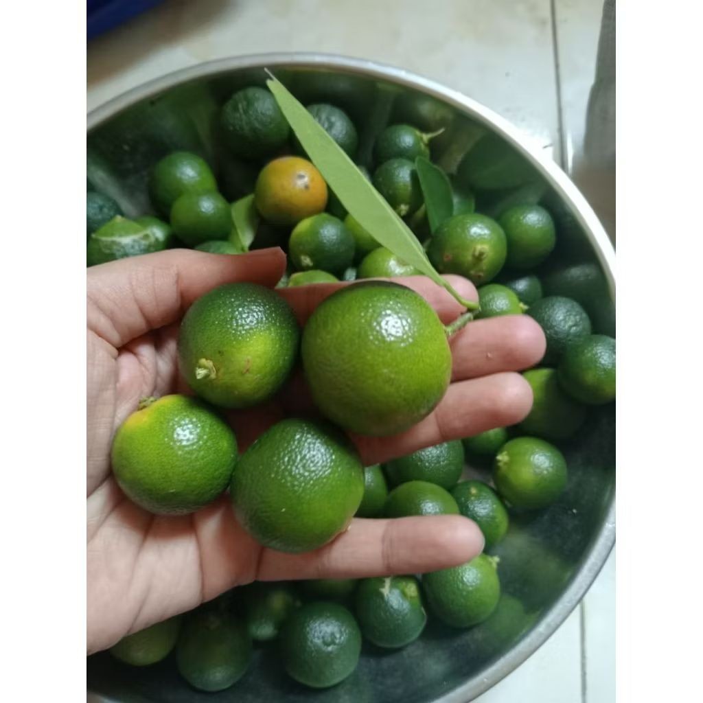 jeruk sonkit jeruk kunci