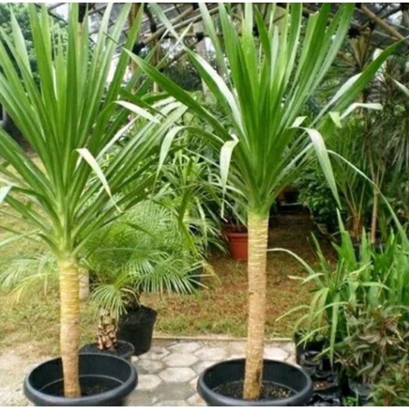 Pandan bali 1meter /80cm