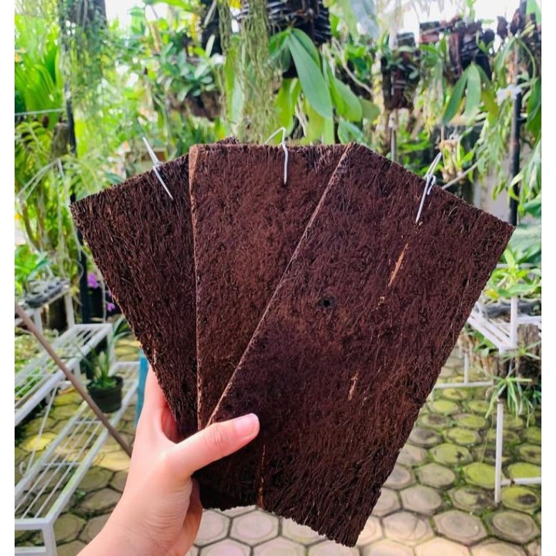 PAPAN PAKIS MEDIA ANGGREK + CANTOLAN lebar 10x20cm