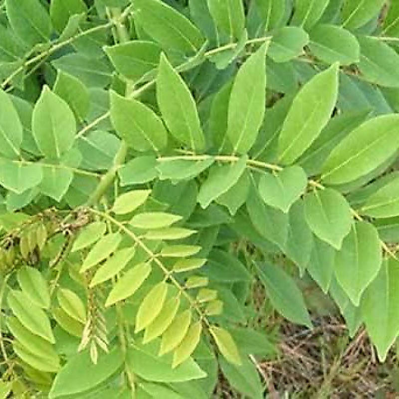 daun gamal segar 500g murah di shopee