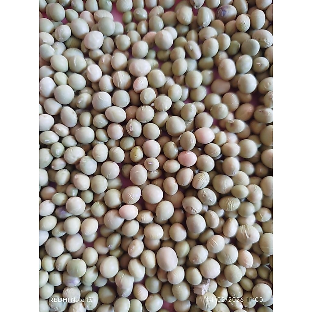 BIBIT EDAMAME SUPER
