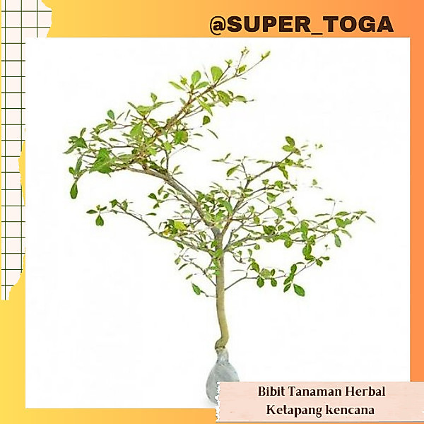 KETAPANG KENCANA bibit ketapang kencana pohon ketapang kencana tanaman ketapang kencana