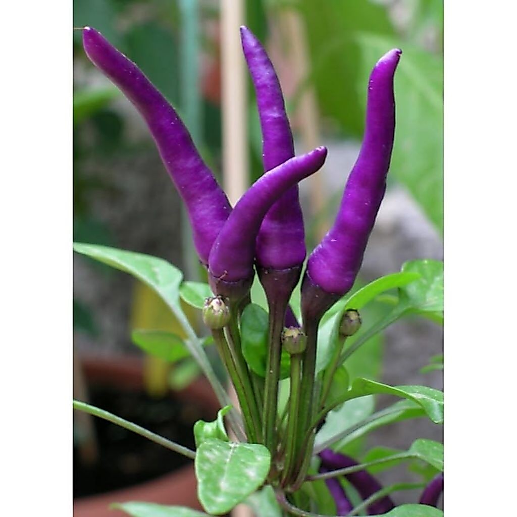 benih/biji cabe ungu (10 butir)