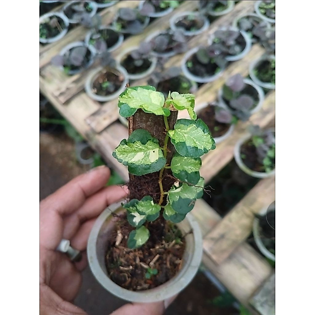 Ficus pumila variegata