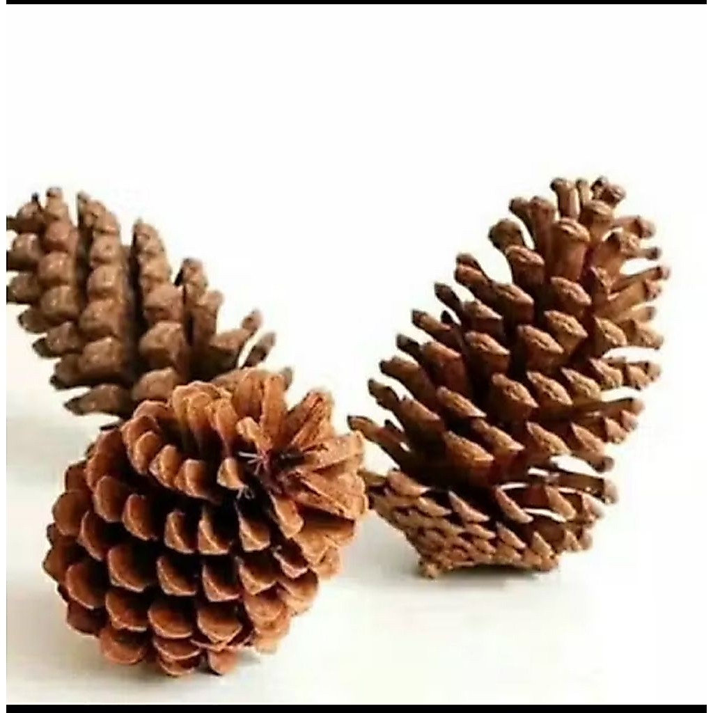 Bunga Pinus Kering Ukuran Besar 7-9cm - Properti Foto, Dekorasi Rustik, Hiasan Mahal