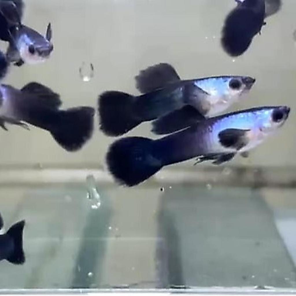 Ikan Hias Guppy Mini Panda Sepasang