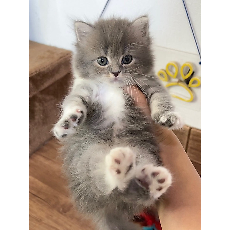 kucing kitten persia flatnose gembul longhair