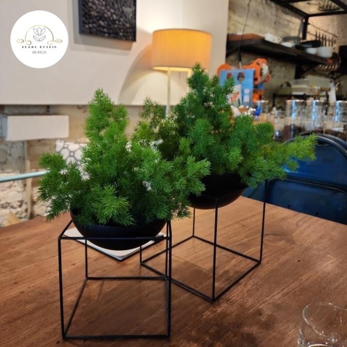 Asparagus Leaves star| daun asparagus bintang | 1 ikat Bunga Vas tanaman toko