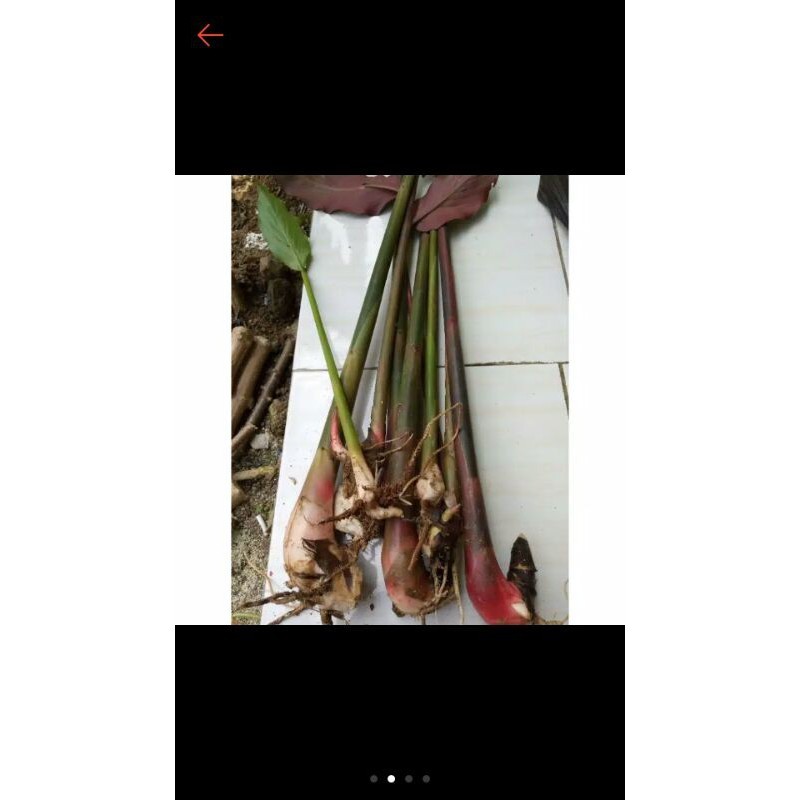 Bibit Kecombrang Merah, Bibit Kecombrang Honje, Bibit Kecombrang Sayur, Bibit Kecombrang Super