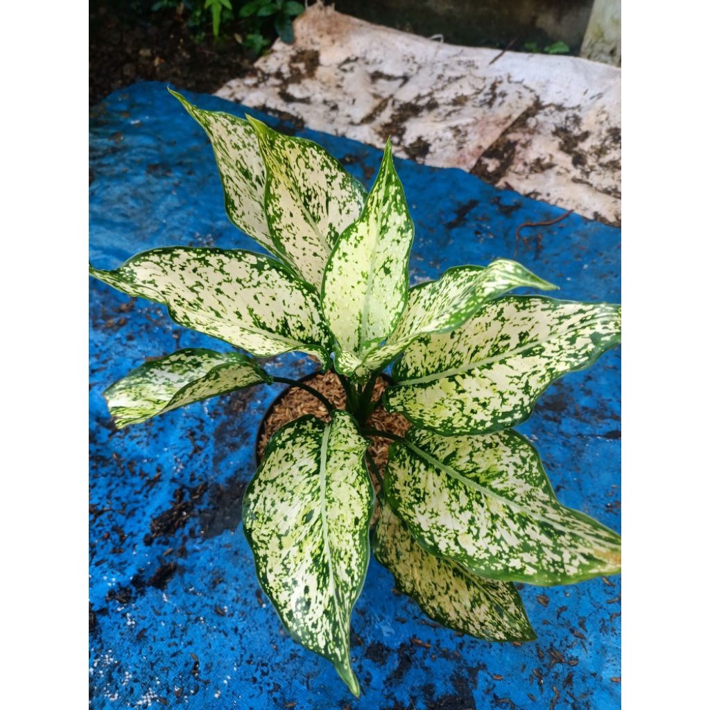 aglonema beras tumpah-aglonema snow white-aglo murah