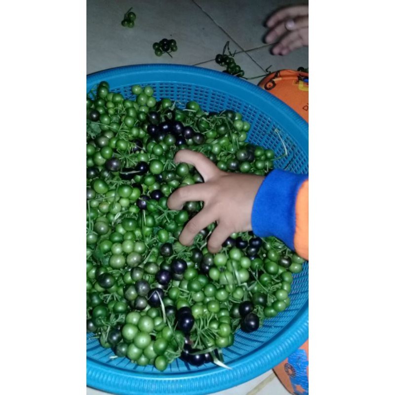Buah Ranti atau Leunca 1 kg