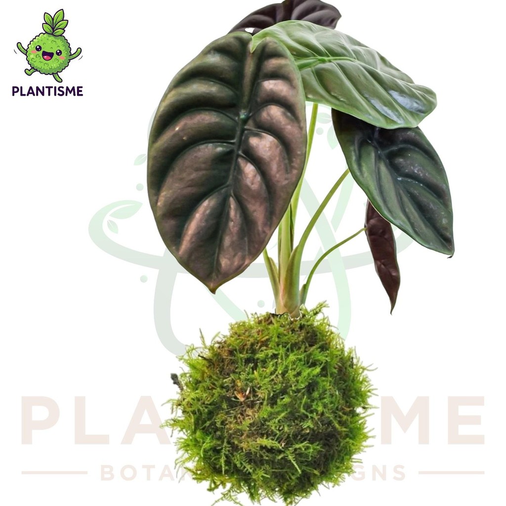 Mossball – Red Secret Alocasia Cuprea Kuping Gajah Metalik Tanaman Hias Daun Tropis Indoor