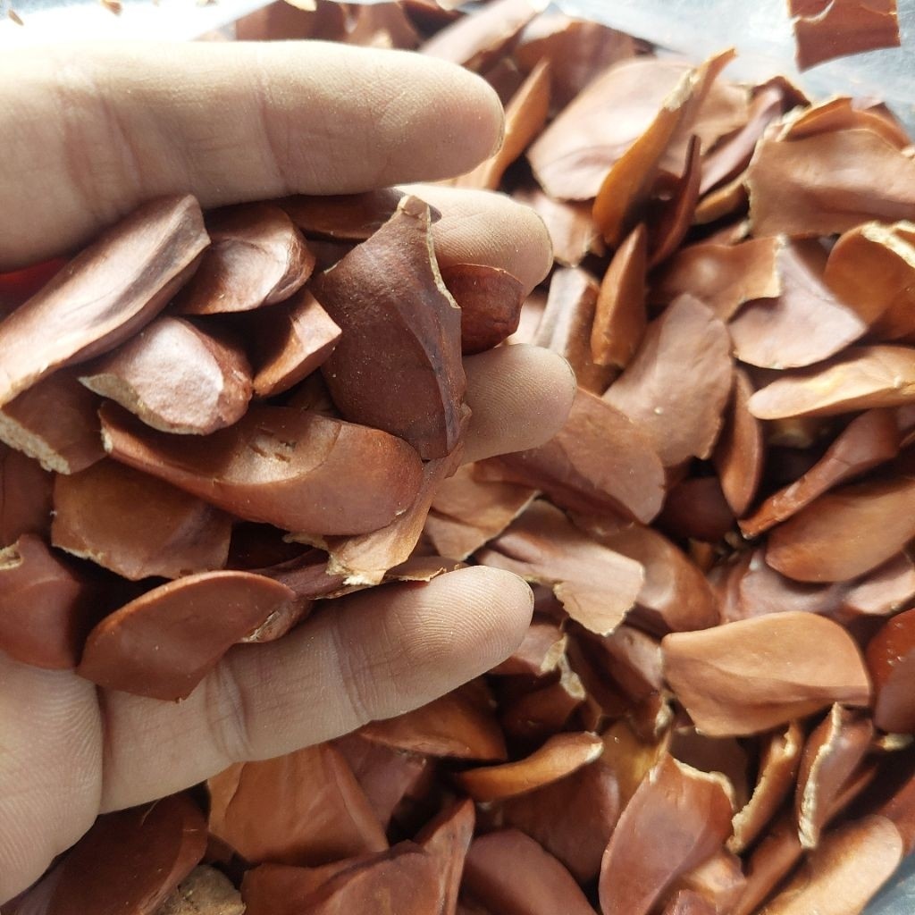 

1kg Biji Mahoni Kering Bersih Organik