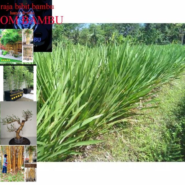 Bibit rumput odot per setek 1 kg