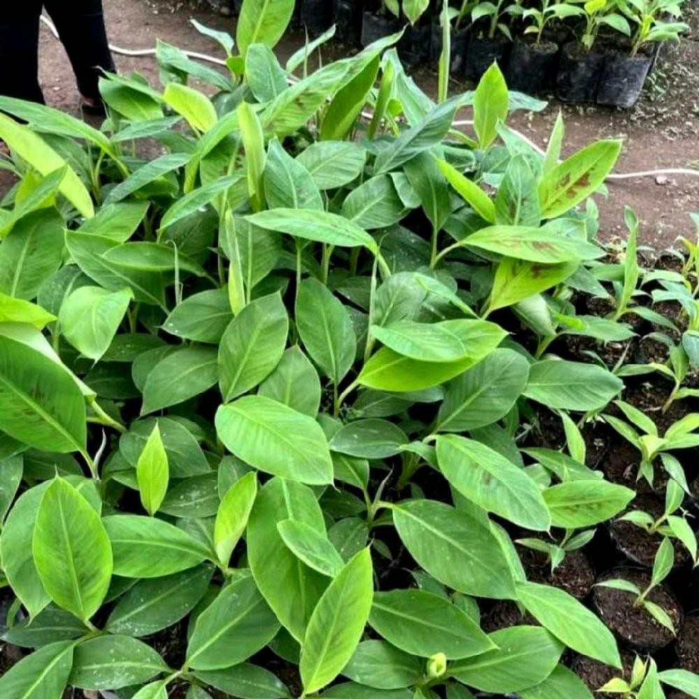 Bibit Tanaman pohon pisang, Bermacam macam jenis pohon