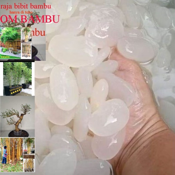 

Kolang Kaling Kemasan Istimewa Super 1kg kolang Kaling segar Putih Bersih Bahan Membuat Manisan Asli besellr