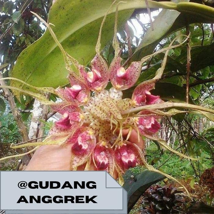 anggrek bullbopyllum binendjiki bunga wangi anggrek gurita