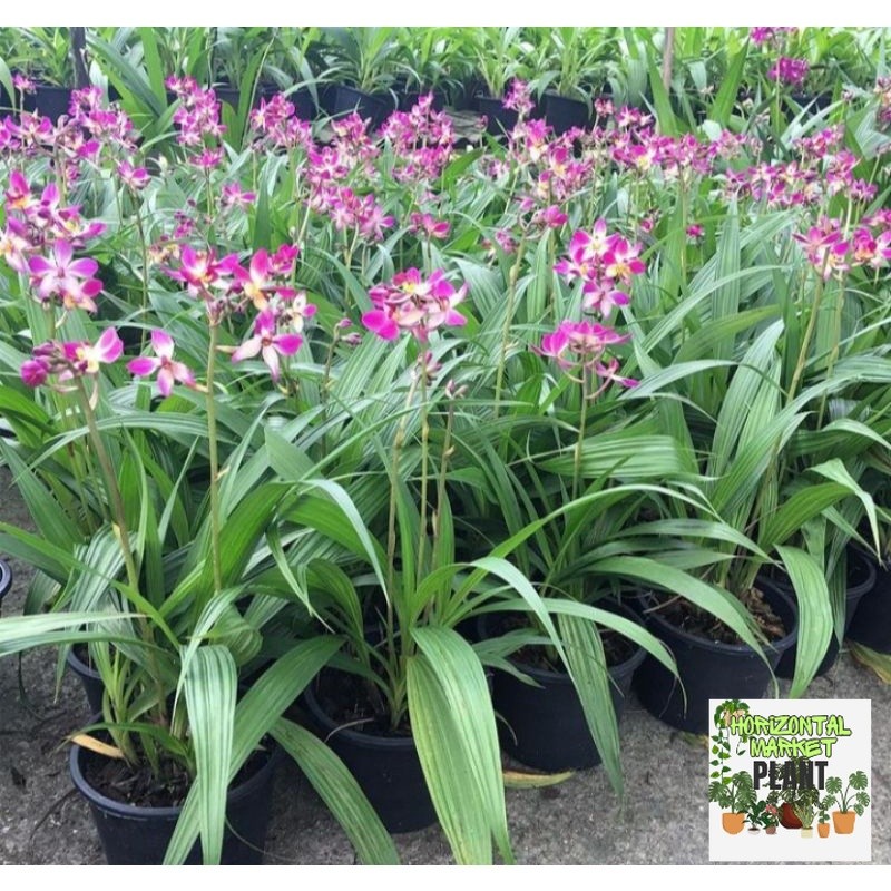 tanaman hias anggrek tanah-anggrek tanah-anggrek