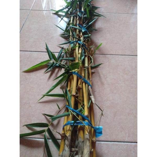 bibit bambu kuning 1meter