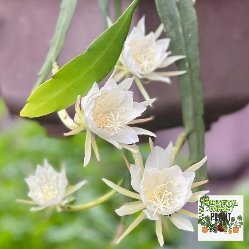 tanaman hias wijaya kusuma bunga putih wijaya kusuma putih