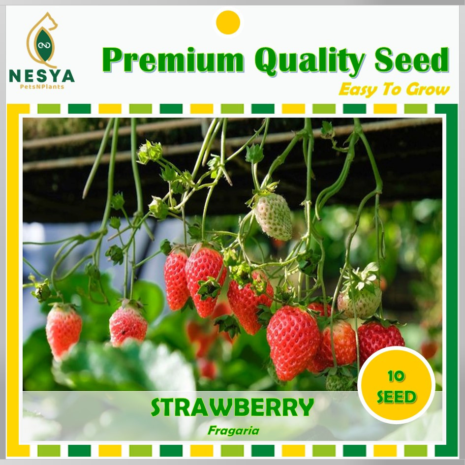 Benih Strawberry Merah Benih Biji Buah StrawBerry 10 biji Unggul Berkualitas