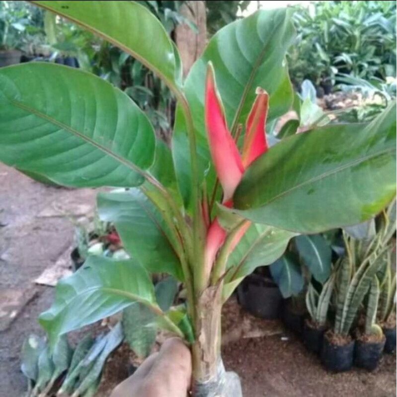 Tanaman hias heliconia - pisang pisangan bali - heliconia mini