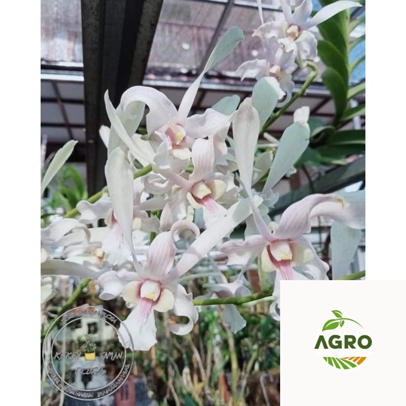 ( BISA COD ) Seedling Anggrek Dendrobium Capung Kapuas - Tanaman Hias Bunga Anggrek Dendrobium Belum