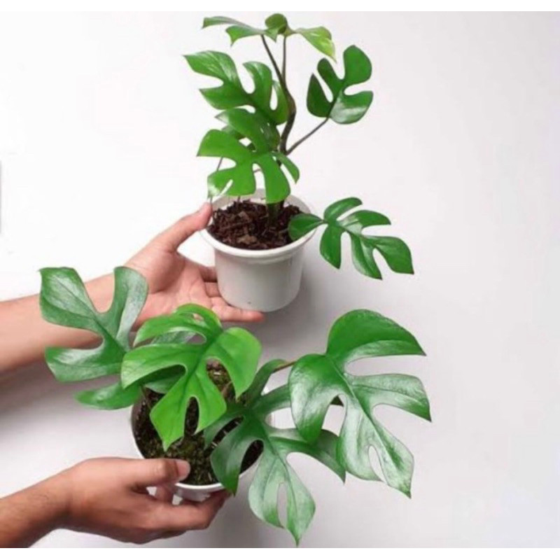 Monstera Minima Asli | Tanaman Hias Indoor | Daun Belah Cantik | Monstera Minima Mudah Dirawat