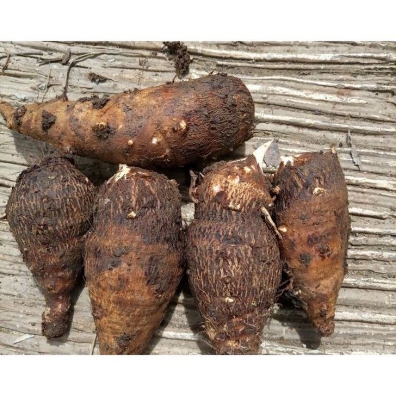 UBI TALAS KIMPUL 1KG/UBI TALAS/TALAS/SEGAR/KIMPUL/KAMPUNG