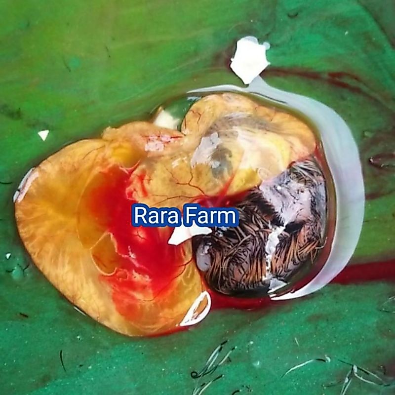 Tapuy Embrio Puyuh Umpan pancing Lele Galatama