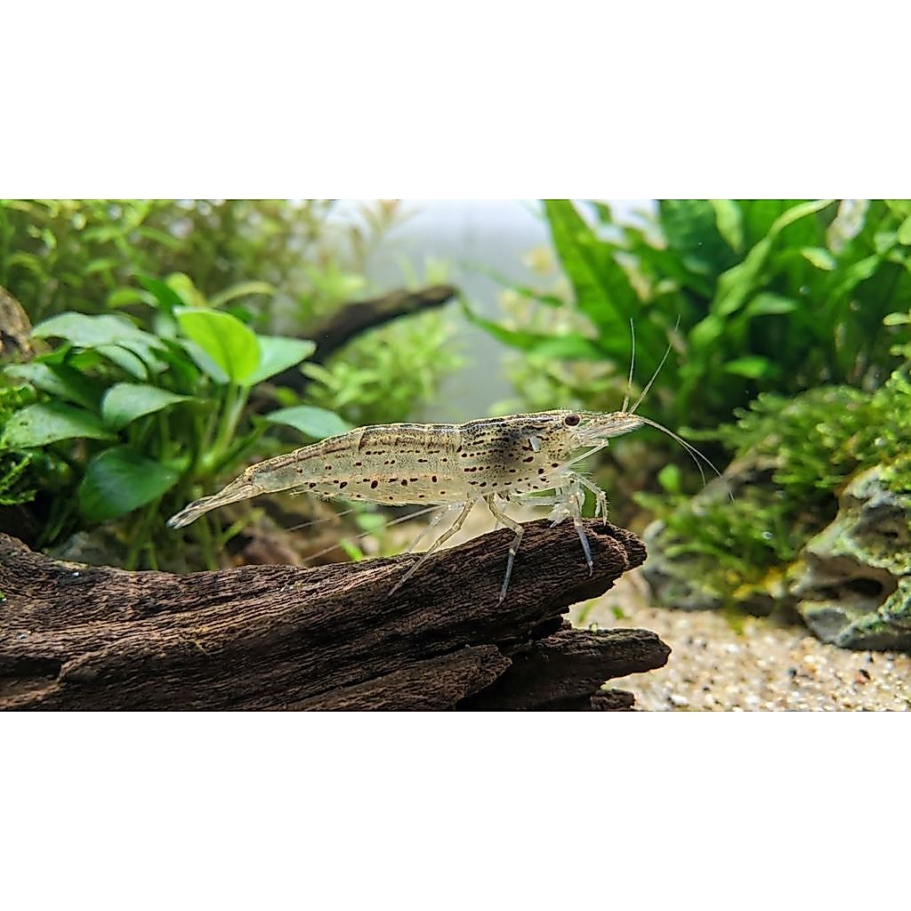 Amano Shrimp Lokal untuk Aquascape