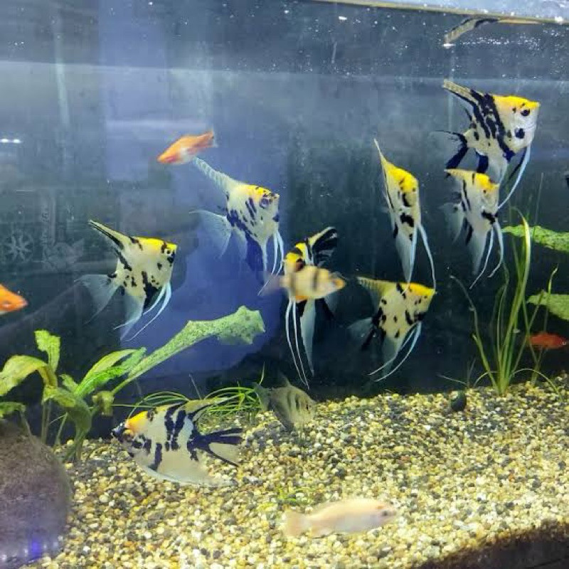 ikan manfish ( ISI 5 ) medium / ikan hias layang layang / ikan layang / ikan manfish size S ke M