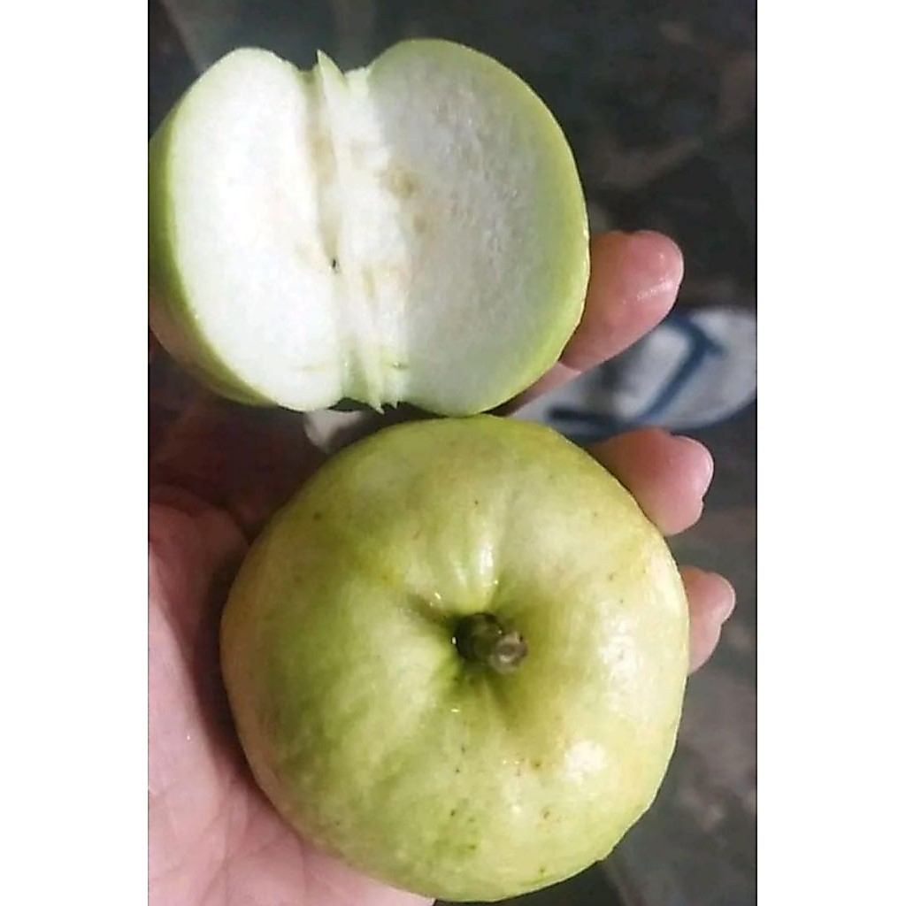 JAMBU APEL 1kg