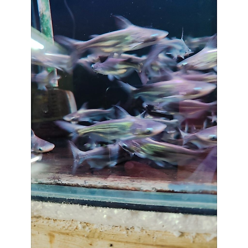 mainan ikan GK Hiu air tawar 8-9 cm