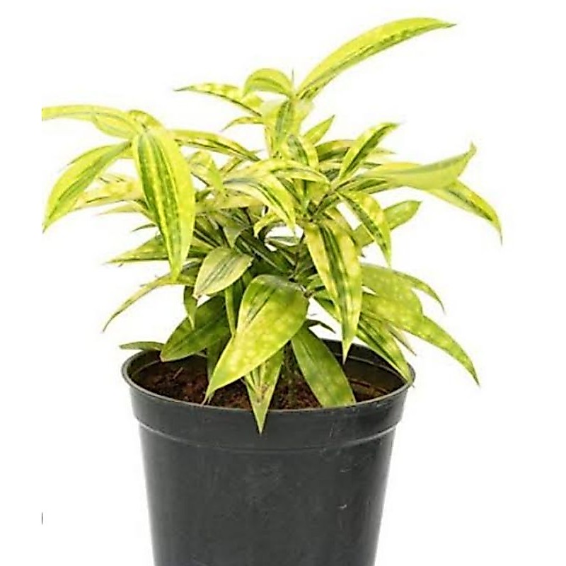 bambu dracena - dracena kuning