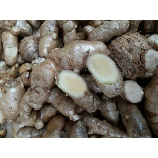 

KUNYIT / TEMU PUTIH SEGAR 1KG CURCUMA ZEDOARIA HERBAL KANKER