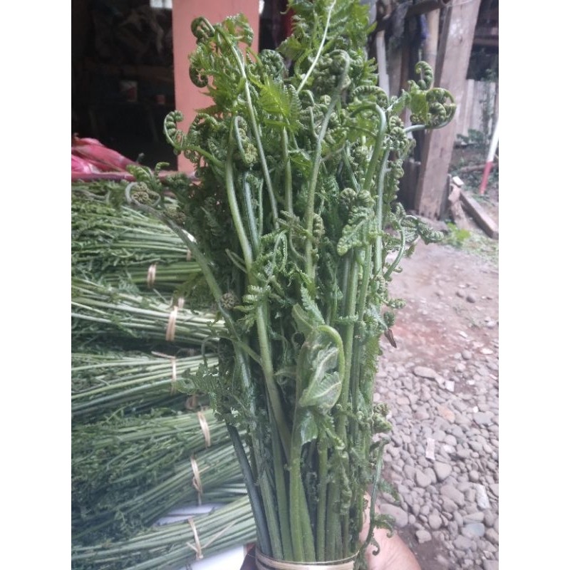 

pakis paku segar/250g