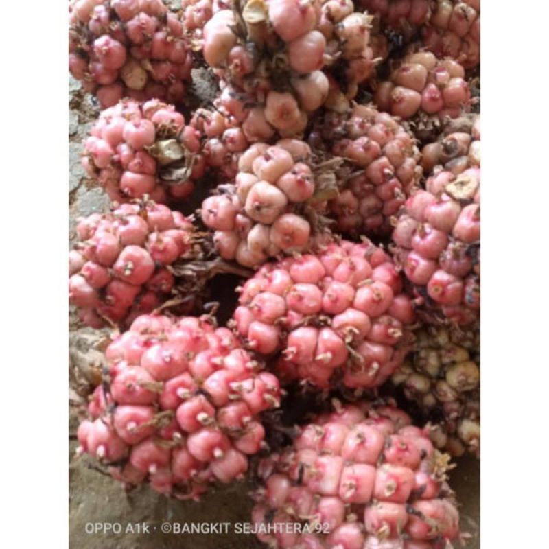 

Asam cekala / asam cikala / asam patikala / buah kecombrang/ cekala 1 kg