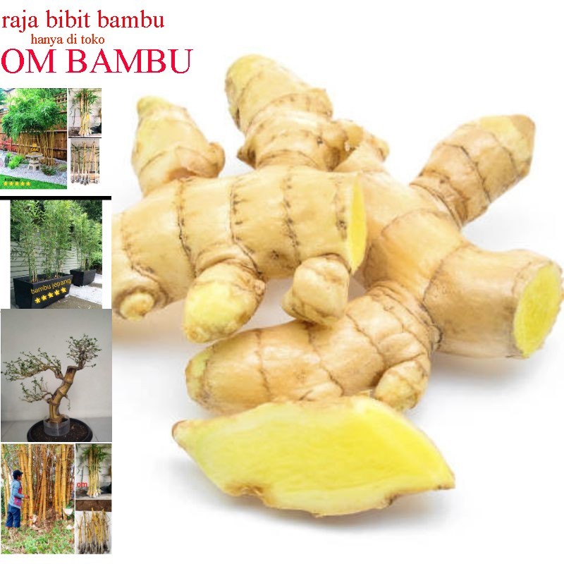 

Kunyit Putih Fres Segar Isi 1Kg