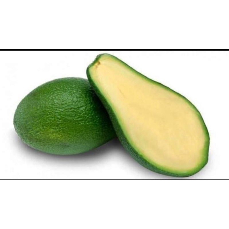 bibit alpukat tanpa biji unggul cepat berbuah